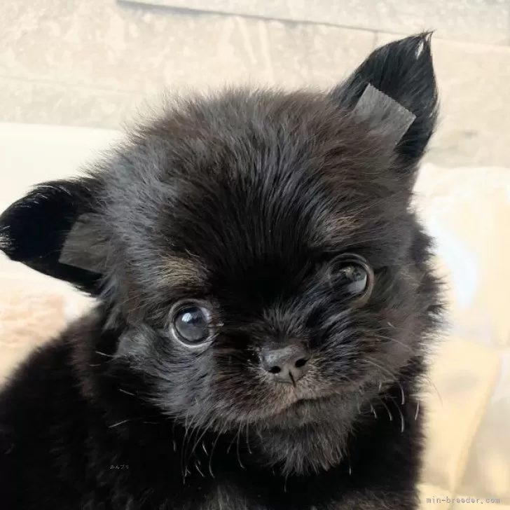 ID:2408-00852の子犬