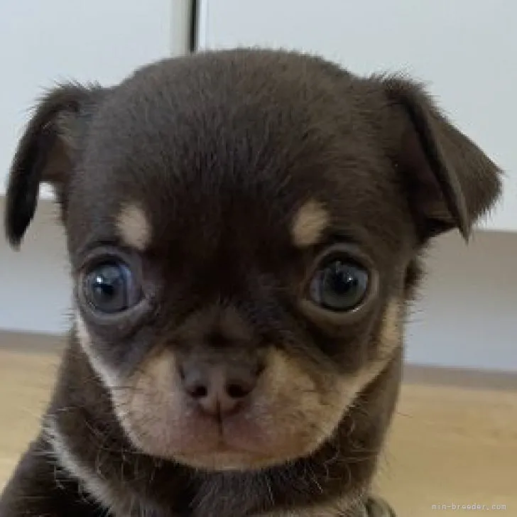 ID：2304-00083の子犬