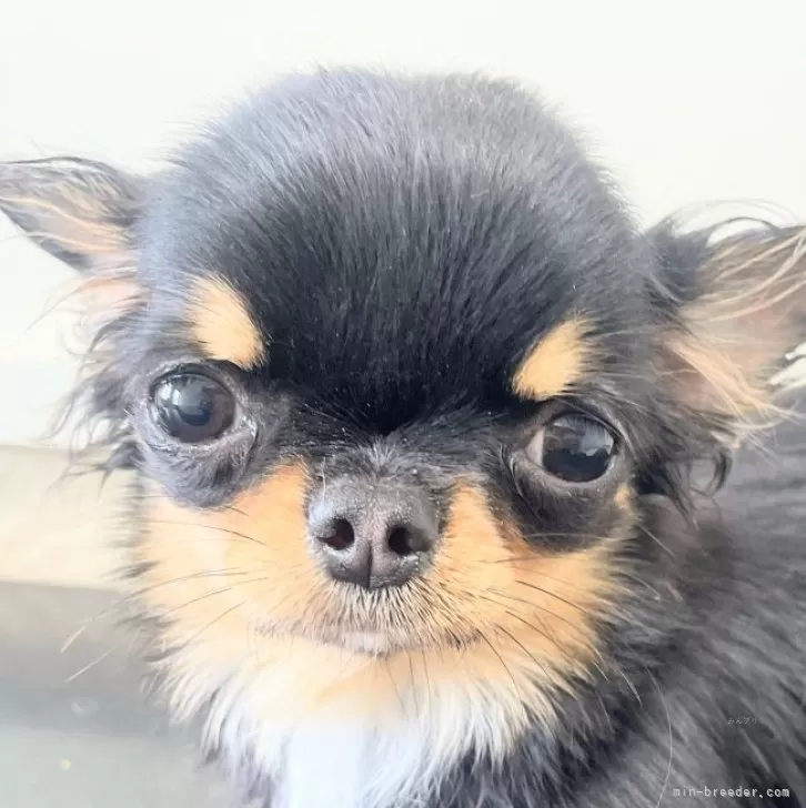 ID:2404-06698の子犬