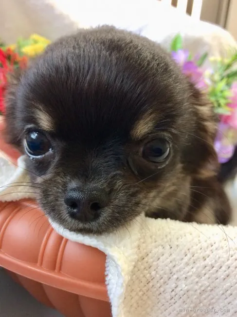ID:1811-00275の子犬