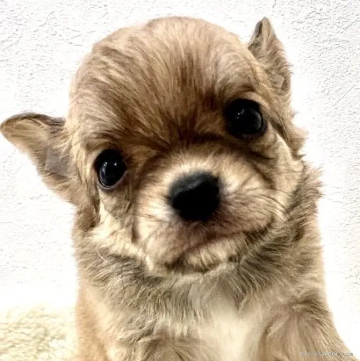 ID：2311-00761の子犬