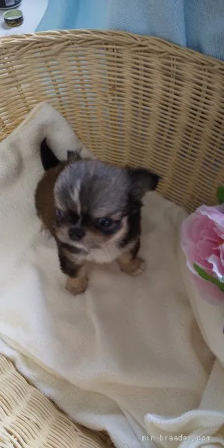 ID:1910-00867の子犬