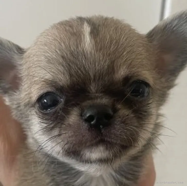 ID:2303-01927の子犬