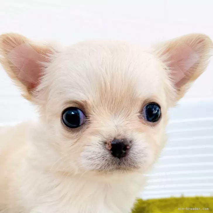 ID：2405-02113の子犬