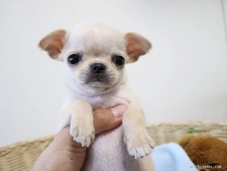ID:1905-02965の子犬