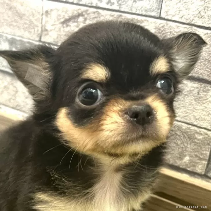 ID:2408-00928の子犬