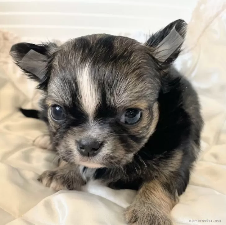 ID:2404-04701の子犬