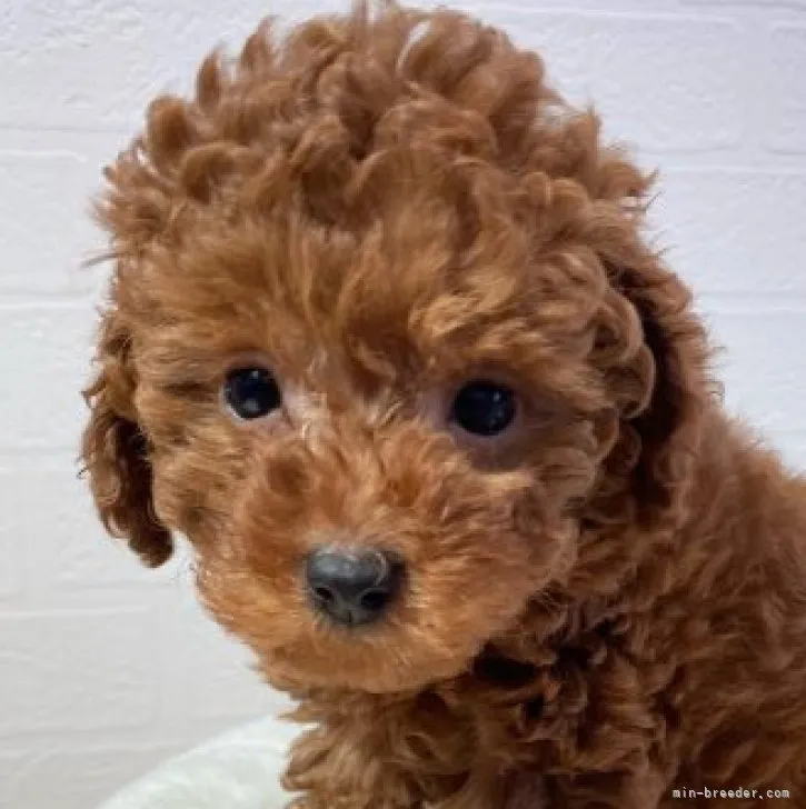 ID：2303-04170の子犬