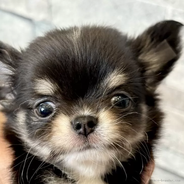 ID：2408-05795の子犬