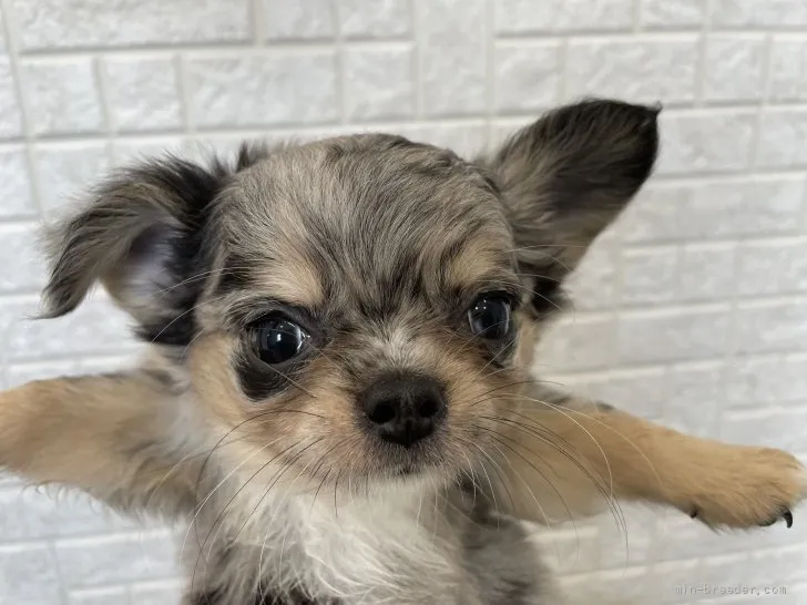 ID:2110-03048の子犬