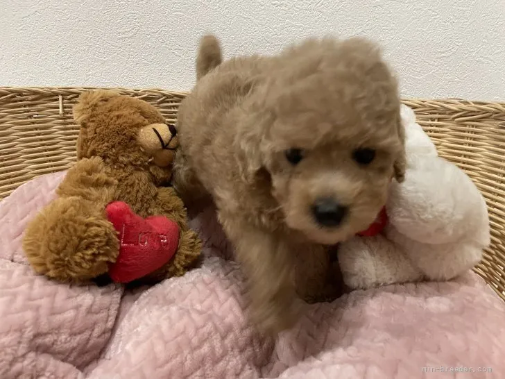 ID：2111-01937の子犬