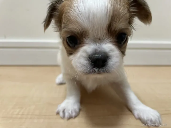 ID:2112-00036の子犬