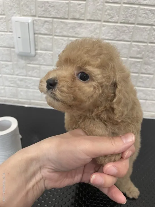 ID：2111-01933の子犬
