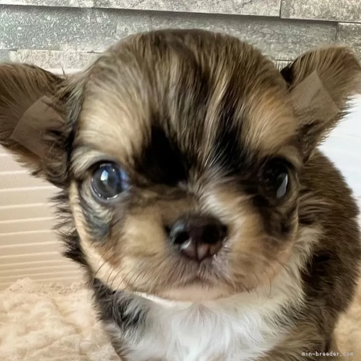 ID:2405-05026の子犬