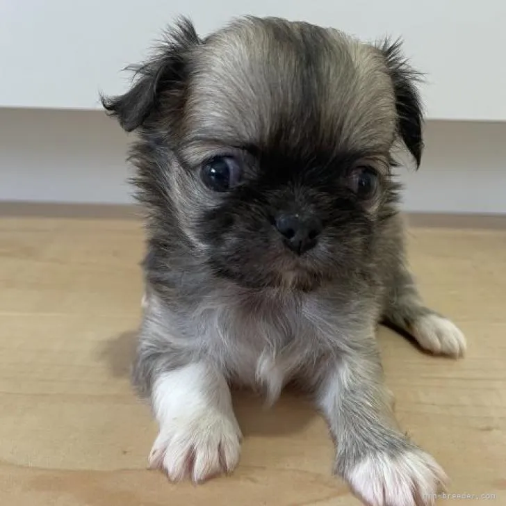 ID：2208-02856の子犬