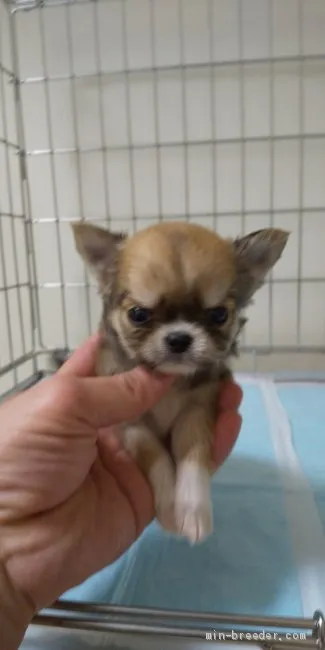 ID:1912-00956の子犬