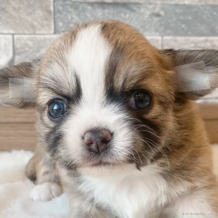 S.Y 様のお迎えした子犬