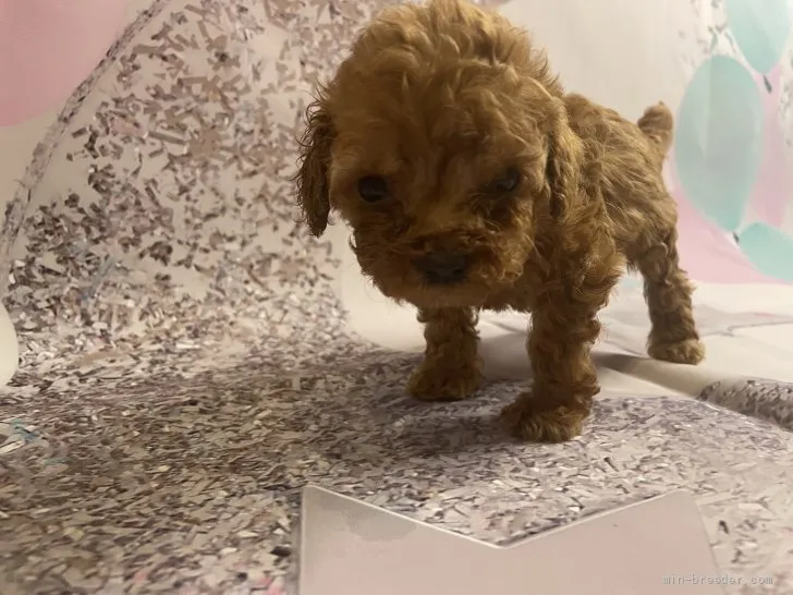 ID:2204-01181の子犬