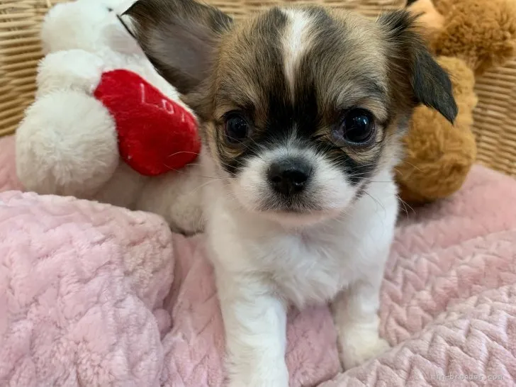 ID：2111-03766の子犬