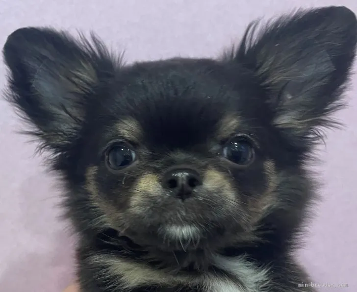 ID：2201-03574の子犬