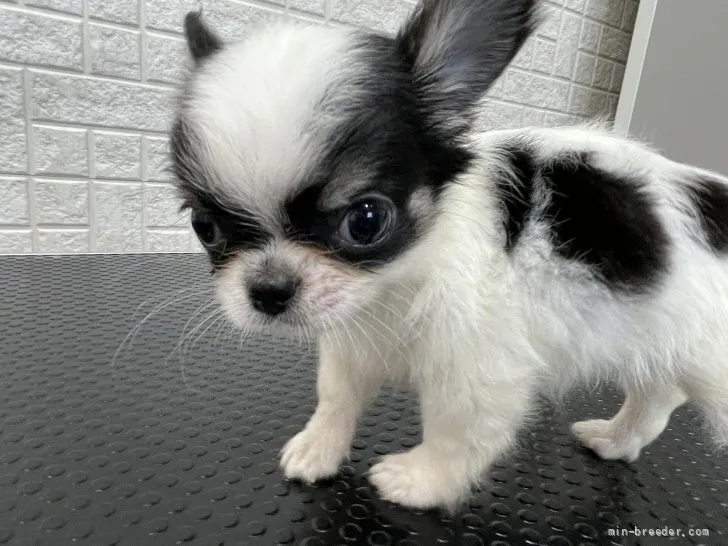 ID:2110-01836の子犬