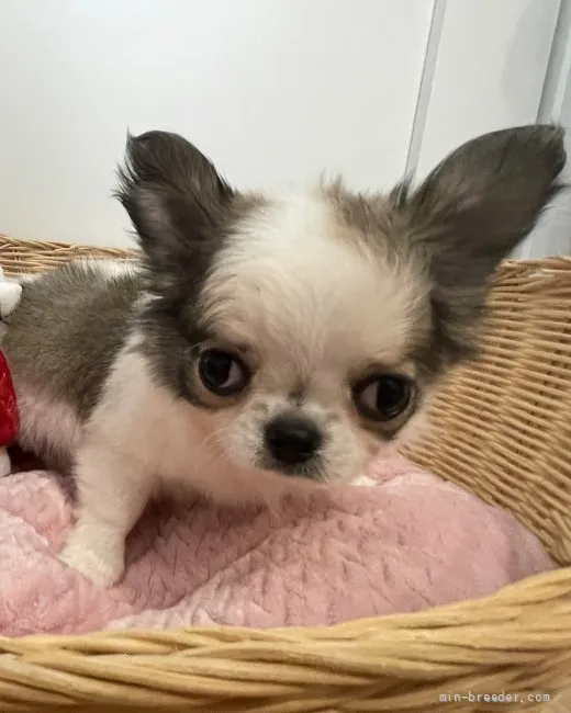 ID:2111-01469の子犬