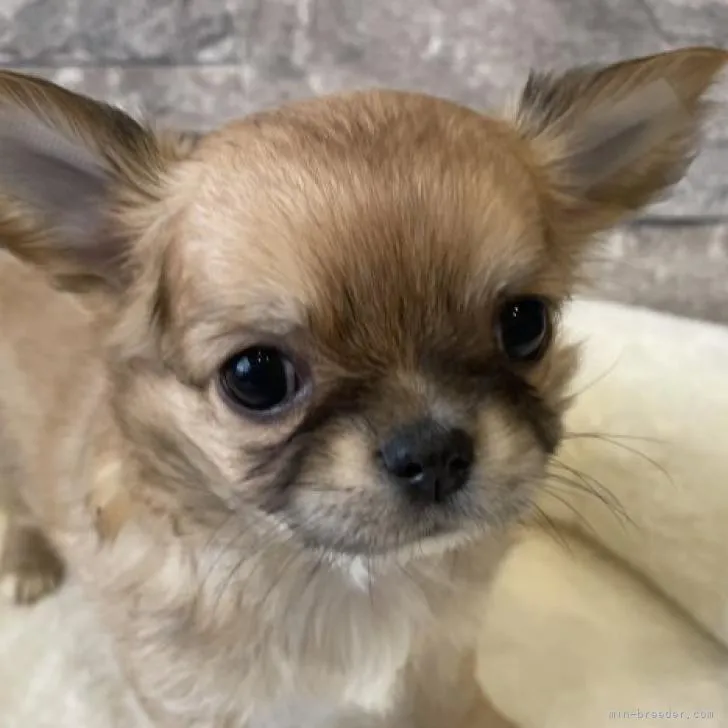 ID：2211-03207の子犬