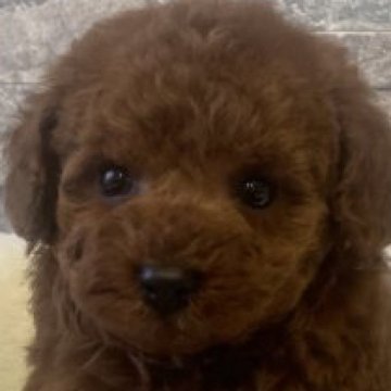 トイプードル(タイニー)【埼玉県・女の子・2023年2月8日・レッド】の写真「🐶まん丸で可愛いT・プードルの女の子♀🐶」