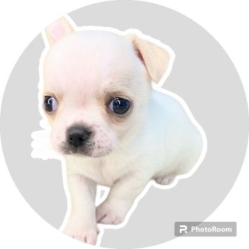 チワワ(スムース)【埼玉県・男の子・2023年9月20日・ホワイト&クリーム】の写真「まん丸なボディーが可愛さ満点💯😘」