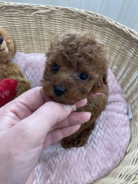 トイプードル(ティーカップ)【埼玉県・女の子・2021年10月12日・レッド】の写真「小さいレッドのプードル」