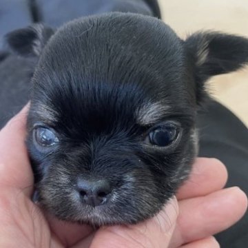 チワワ(ロング)【埼玉県・女の子・2023年2月8日・ブラックタン】の写真「🐶真っ黒にタンが可愛いチワワの女の子🐶」