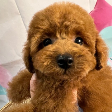 トイプードル(タイニー)【埼玉県・女の子・2022年2月15日・レッド】の写真「活発なプードルの女の子です」