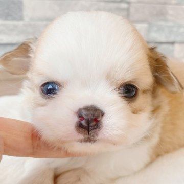 チワワ(ロング)【埼玉県・男の子・2024年2月24日・フォーン&ホワイト】の写真「お目目が綺麗な可愛らしい男の子🥰」