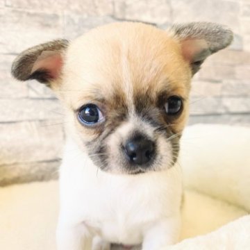 チワワ(スムース)【埼玉県・男の子・2023年9月8日・フォーン&ホワイト】の写真「鼻が詰まっててまん丸お顔の男の子です💕😚」