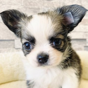 チワワ(ロング)【埼玉県・女の子・2023年8月18日・フォーン&ホワイト】の写真「綺麗な瞳をしたチワワの女の子♪🥰🥰」