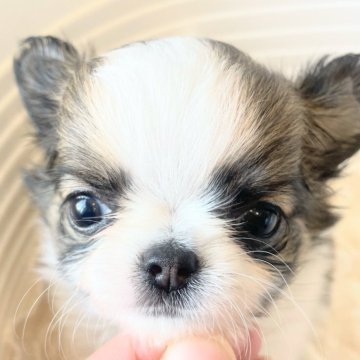 チワワ(ロング)【埼玉県・女の子・2024年4月17日・ホワイト&フォーン】の写真「ベビーフェイスの美人さん🐶💞」