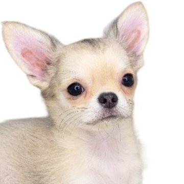 チワワ(ロング)【埼玉県・女の子・2023年7月30日・フォーン】の写真「両親JKCチャンピオン犬✨😊」