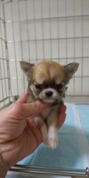 チワワ(ロング)【埼玉県・男の子・2019年10月24日・フォーン&ホワイト】の写真「優しいお顔の仔犬なので、成長が楽しみです」