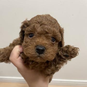 トイプードル(トイ)【埼玉県・男の子・2022年6月17日・レッド】の写真「きれいなレッドのプードル🐩」