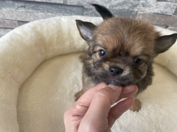 チワワ(ロング)【埼玉県・女の子・2022年8月12日・レッド】の写真「きれいなレッドのチワワちゃん。」