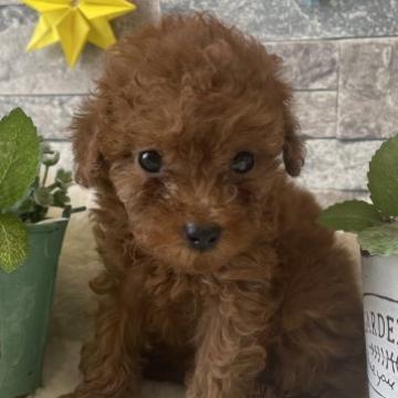 トイプードル(ティーカップ)【埼玉県・女の子・2022年5月17日・レッド】の写真「ティーカップの女の子」