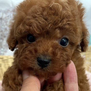 トイプードル(ティーカップ)【埼玉県・女の子・2022年4月4日・レッド】の写真「極小プードル」