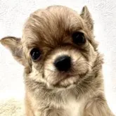 チワワ(ロング)【埼玉県・女の子・2023年9月18日・フォーン&ホワイト】の写真1「11／4撮影」