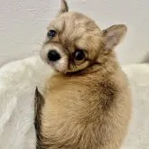 チワワ(ロング)【埼玉県・女の子・2023年9月18日・フォーン&ホワイト】の写真4