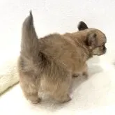 チワワ(ロング)【埼玉県・女の子・2023年9月18日・フォーン&ホワイト】の写真5