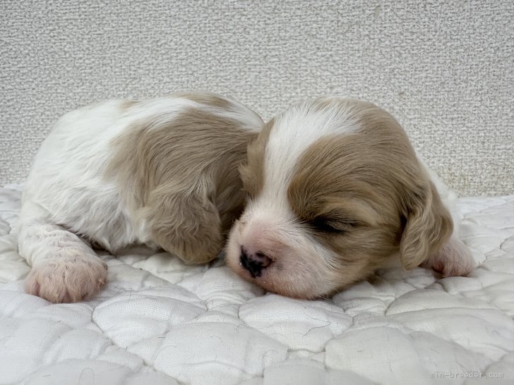 吉川麻紀ブリーダーのブログ：キャバションベビースクスク成長中