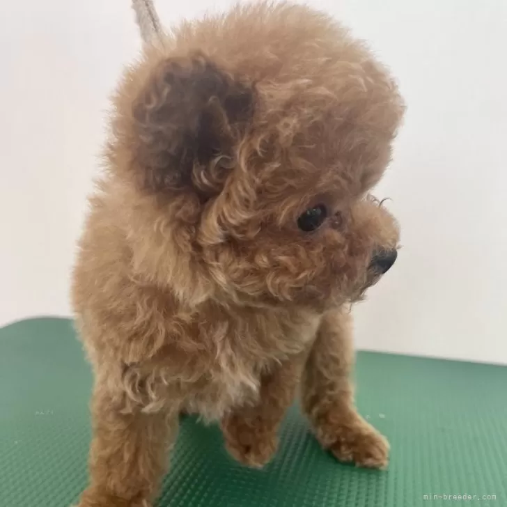 ID:2502-07287の子犬