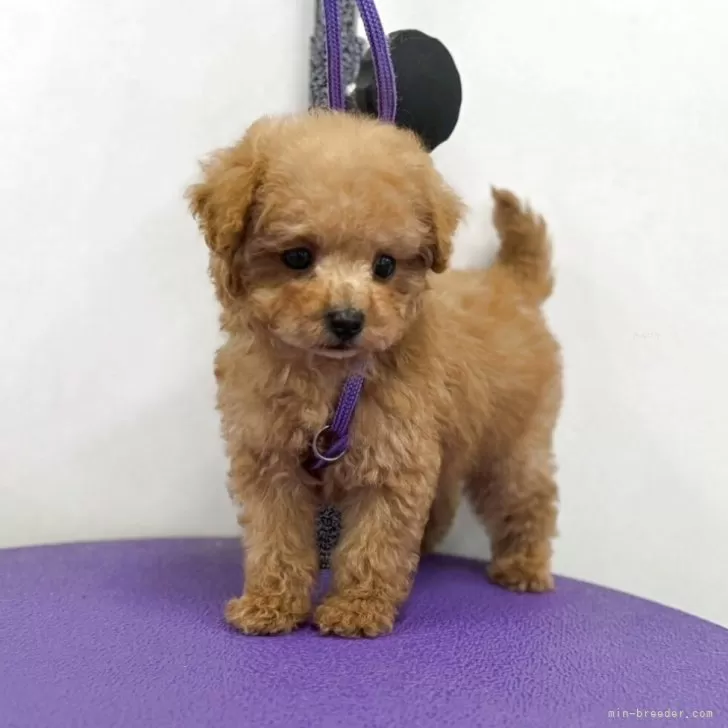 オーダー受付　ティーカップ　コーギー　ご予約ページ　9/30 オーダー受付 ティーカップ コーギー ご予約ページ 9/30