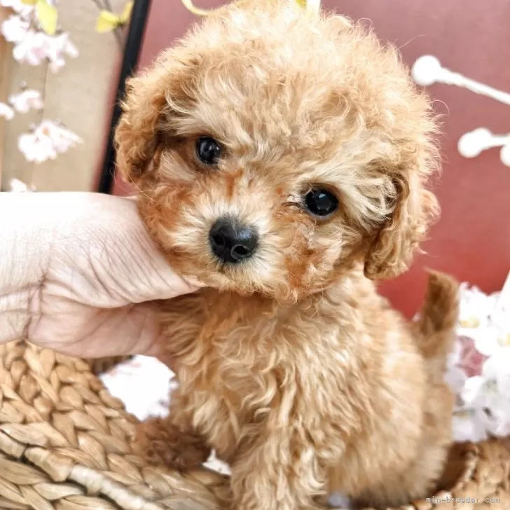 ナオ 様のお迎えした子犬