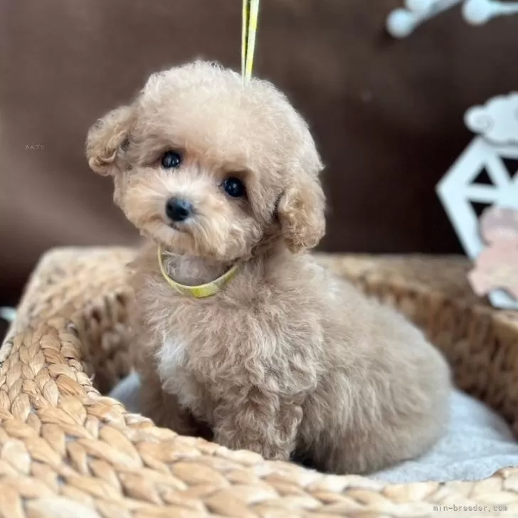 ID:2501-08355の子犬